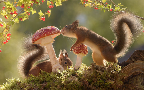 (10) Squirrels.jpg