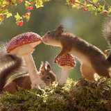 (10) Squirrels