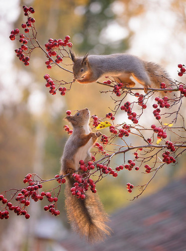 (11) Squirrels.jpg