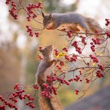 (11) Squirrels