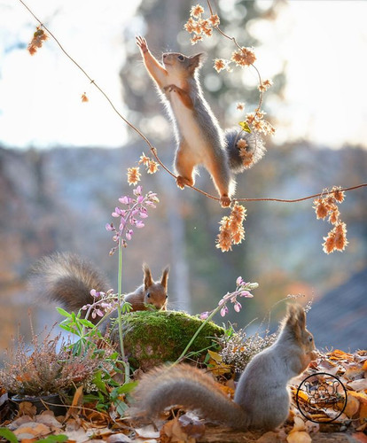 (19) Squirrels.jpg