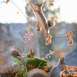 (19) Squirrels