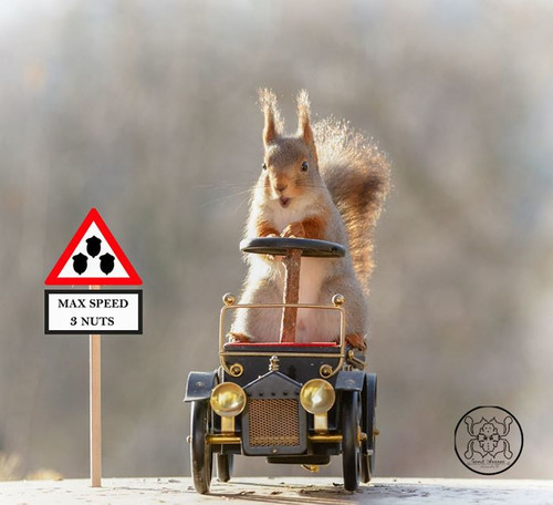 (24) Squirrels.jpg
