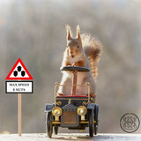 (24) Squirrels