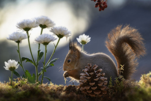 (12) Squirrels.jpg