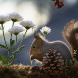 (12) Squirrels