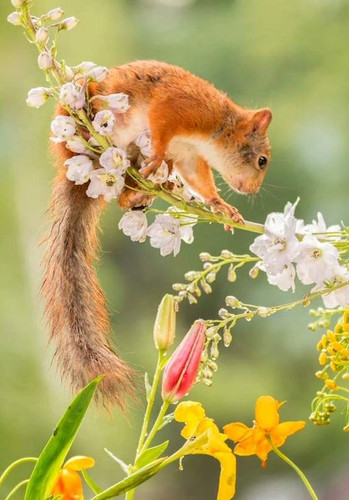 (4) Squirrels.jpg