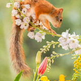 (4) Squirrels
