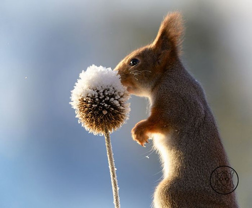 (27) Squirrels.jpg