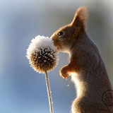 (27) Squirrels