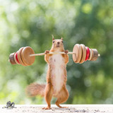 (35) Squirrels