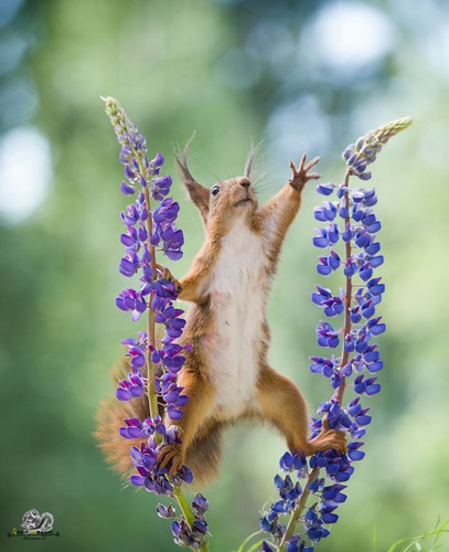 (38) Squirrels.jpg
