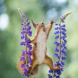 (38) Squirrels