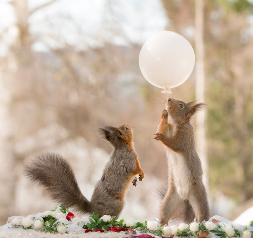 3 Squirrels in love.jpg