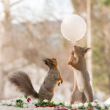 3 Squirrels in love