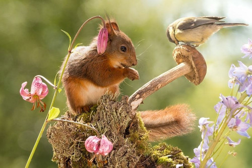 (41) Squirrels.jpg