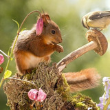 (41) Squirrels