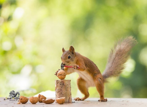 (39) Squirrels.jpg