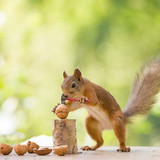 (39) Squirrels