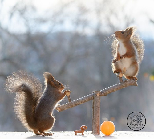 (47) Squirrels.jpg