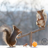 (47) Squirrels