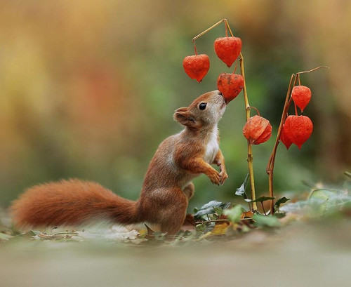 (43) Squirrels.jpg