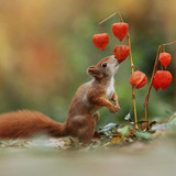 (43) Squirrels