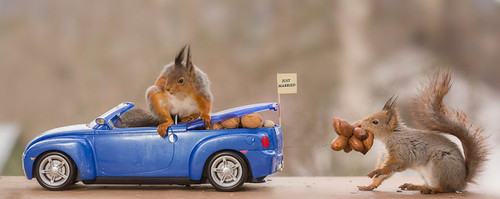 5 Squirrels in love.jpg