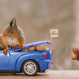 5 Squirrels in love
