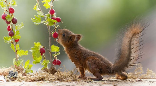 (30) Squirrels.jpg