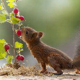 (30) Squirrels