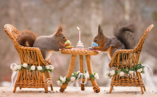 1 Squirrels in love.jpg