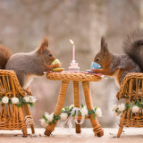 1 Squirrels in love