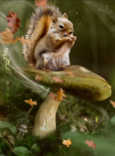 (48) Squirrels.jpg