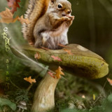(48) Squirrels