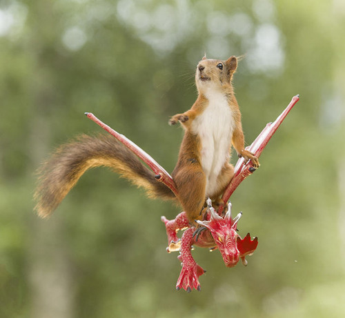 (51) Squirrels.jpg