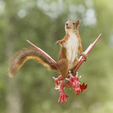 (51) Squirrels