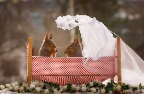 6 Squirrels in love.jpg