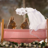 6 Squirrels in love