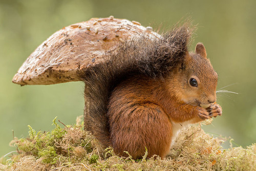 (53) Squirrels.jpg