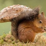 (53) Squirrels