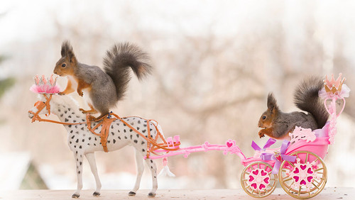 2 Squirrels in love.jpg