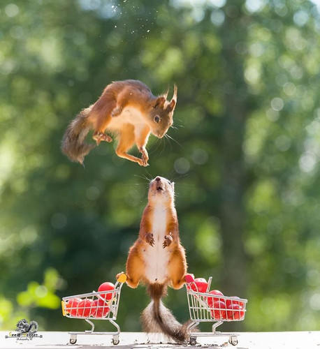 (50) Squirrels.jpg