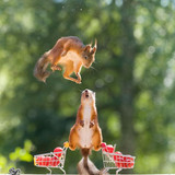 (50) Squirrels