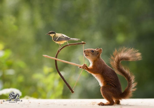 (49) Squirrels.jpg