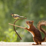 (49) Squirrels