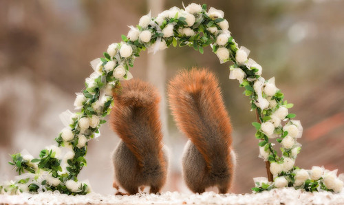 9 Squirrels in love.jpg