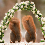 9 Squirrels in love