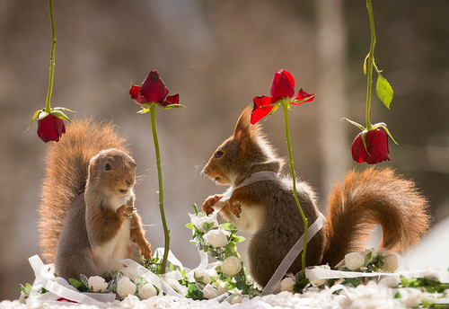 7 Squirrels in love.jpg