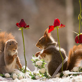 7 Squirrels in love